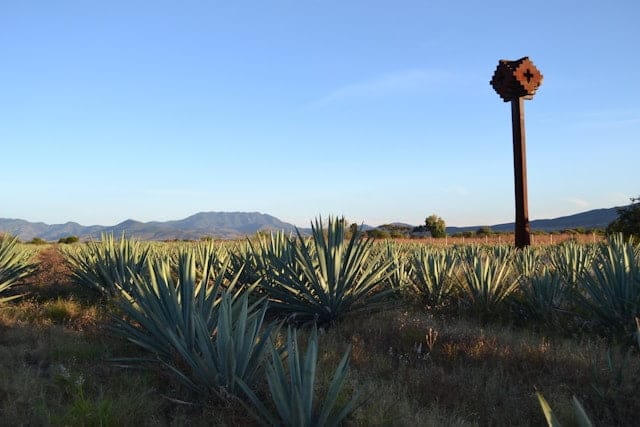 Un Campo de Agave Sisalana