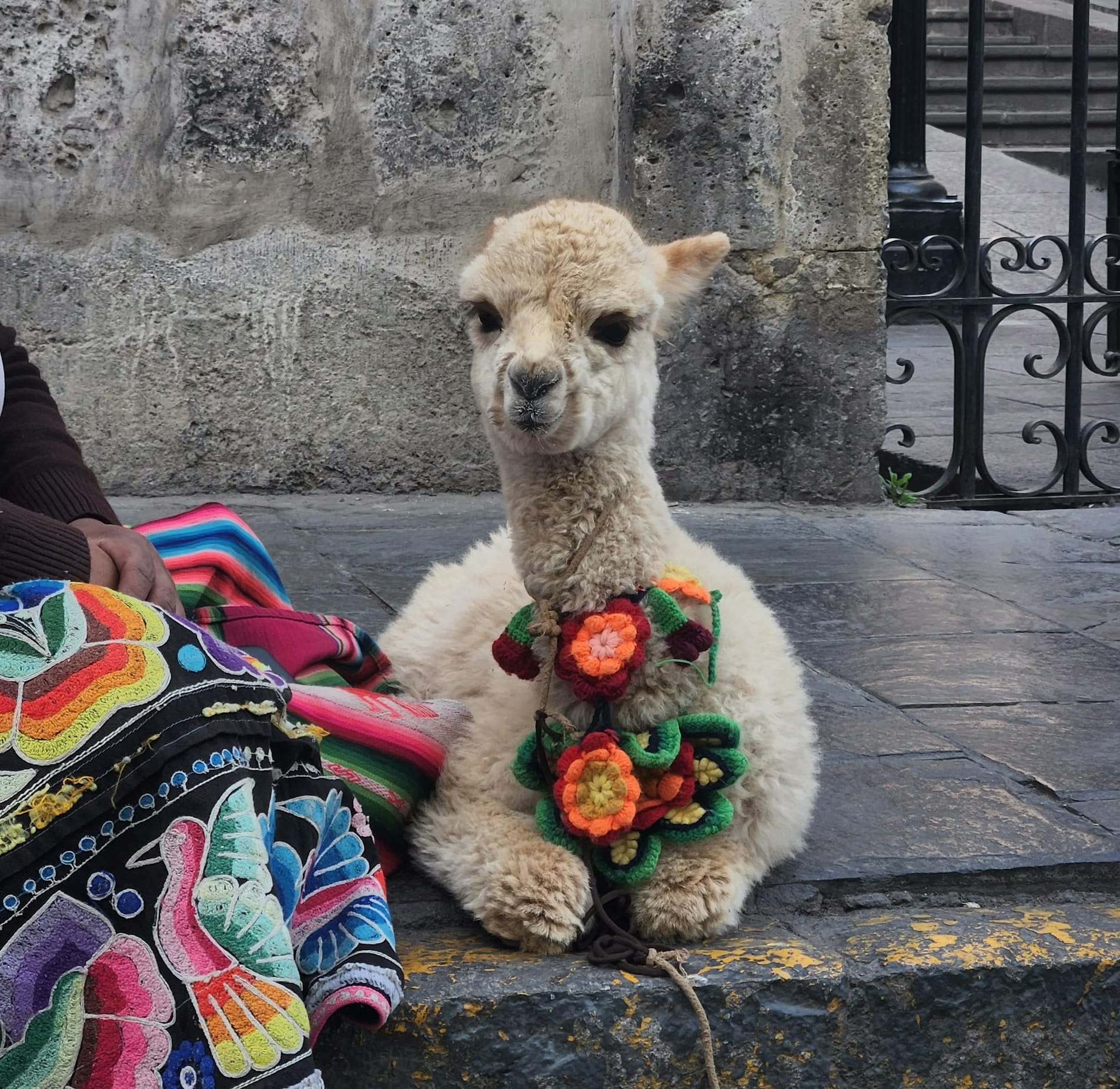 La Elegancia de la Alpaca: Una Fibra de Lujo para Diseños Inigualables