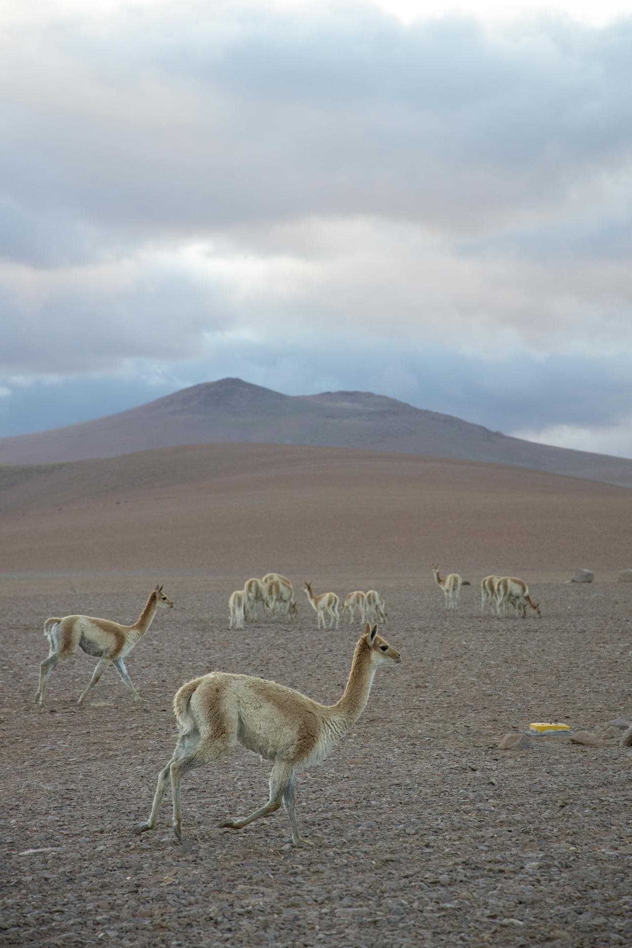 El Lujo Sustentable de la Vicuña: Una Guía para Diseñadores y Modistas